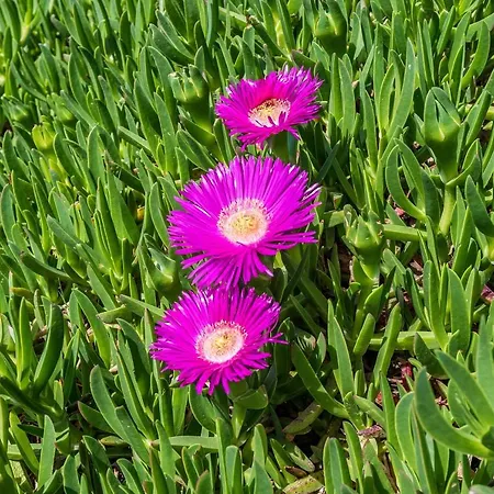 Apartman Marko Dominik