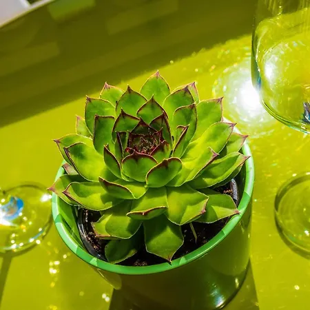 Apartman Marko Dominik